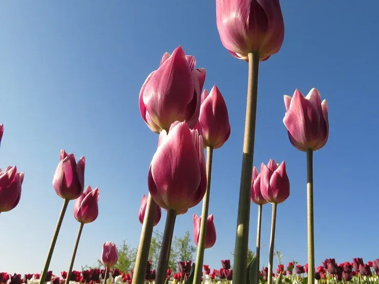 Un campo di tulipani rosa contro un cielo azzurro