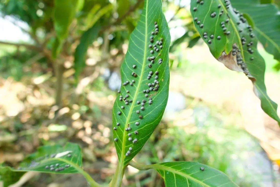 Plant Pests — Elverta, CA — AAA Tree Service