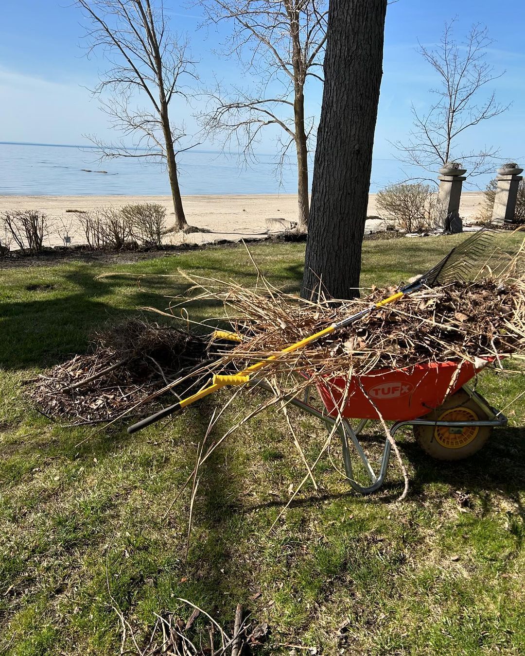 A wheelbarrow filled with leaves is sitting in the grass next to a tree.