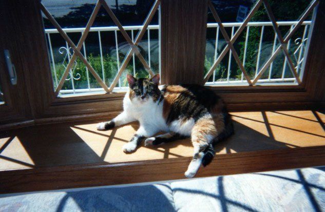 Indoor Window Installation Buffalo, NY