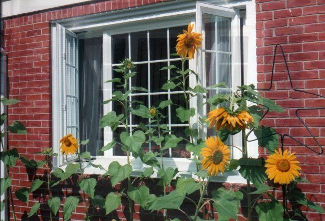 Casement window paired with sliding windows with sunflowers in front of it Kenmore, NY