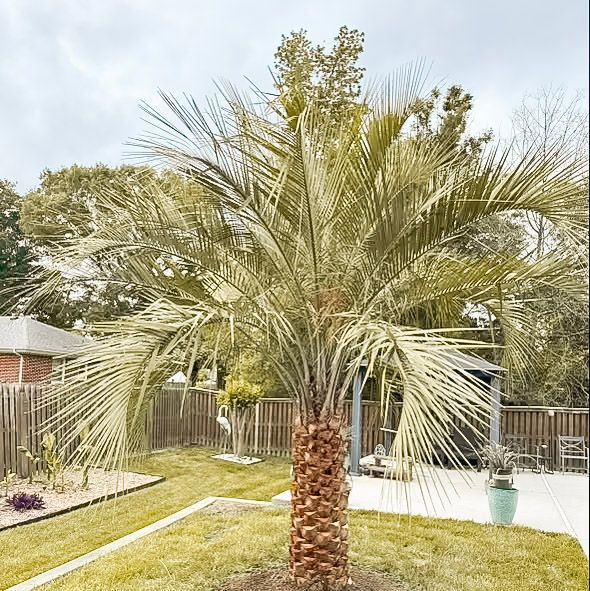 a bunch of palm trees sitting on top of each other in a parking lot .