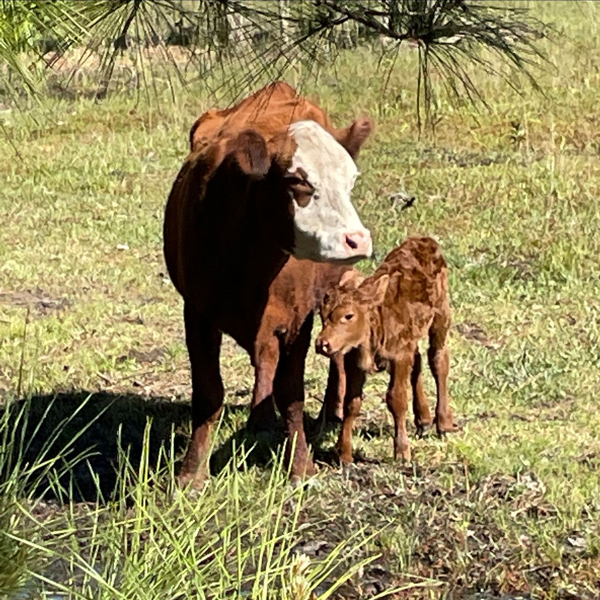 A cow and her calf are standing next to each other in a grassy field.