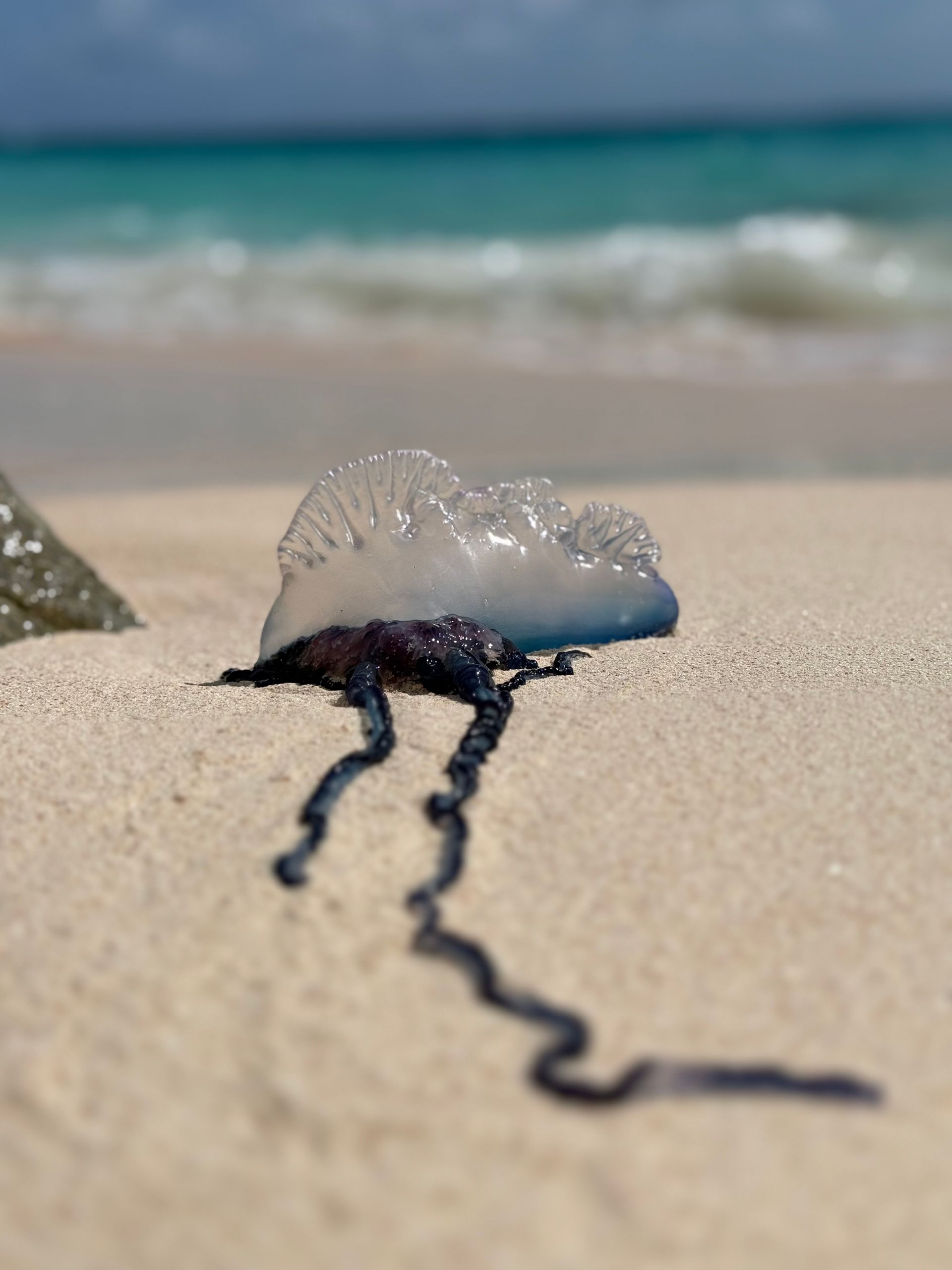 Jelly fish in Bermuda