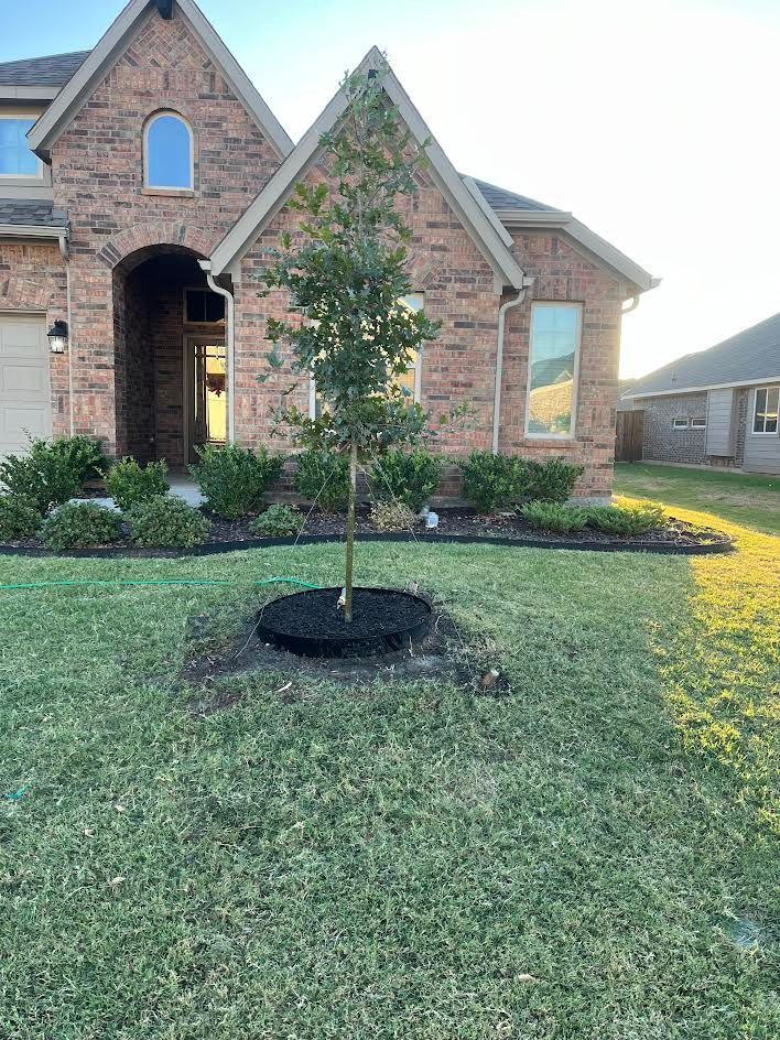 Young tree planted in front of a brick house, surrounded by fresh mulch and green grass.