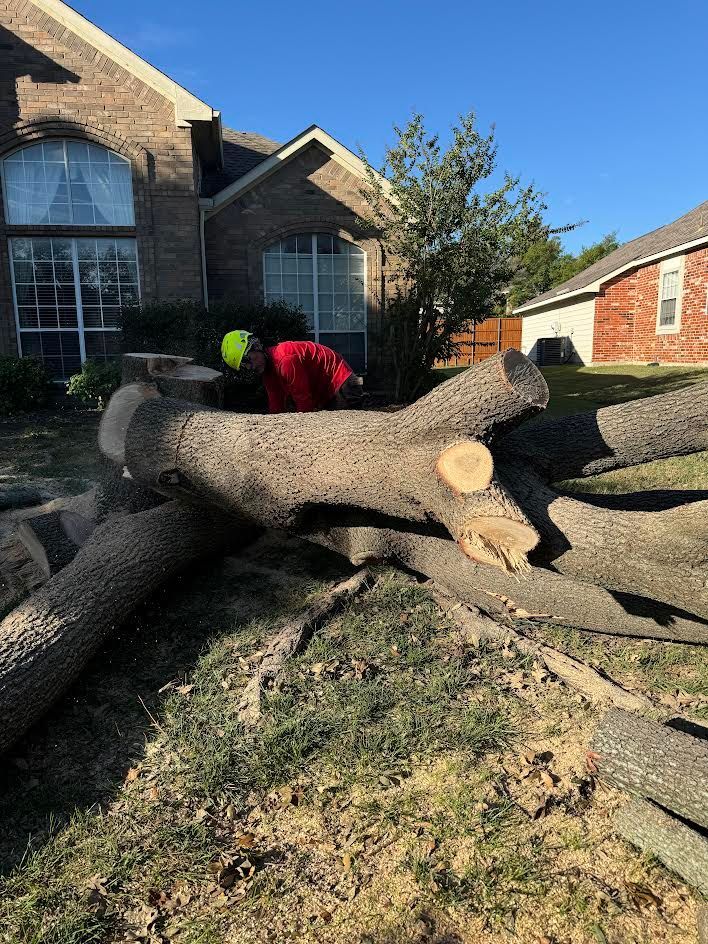 Man in red shirt cuts fallen tree logs in a yard with a house in the background on a sunny day.