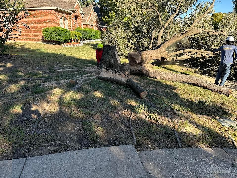 A fallen tree on a front lawn with a tree worker, residential houses, and sunny outdoor setting.