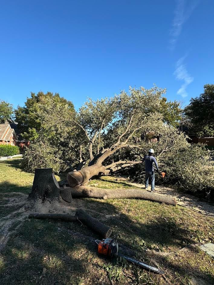 A person cuts a fallen tree with a chainsaw on a grassy lawn under a clear blue sky.