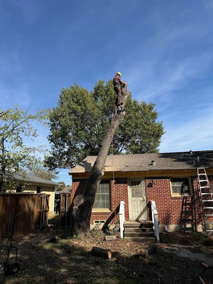 Person cutting down a tall tree over a house.