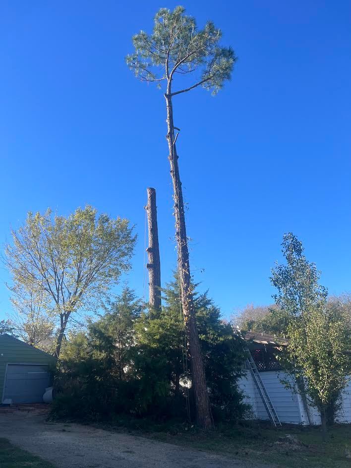Tall tree with chopped trunk, partially felled in a yard, against a clear blue sky.