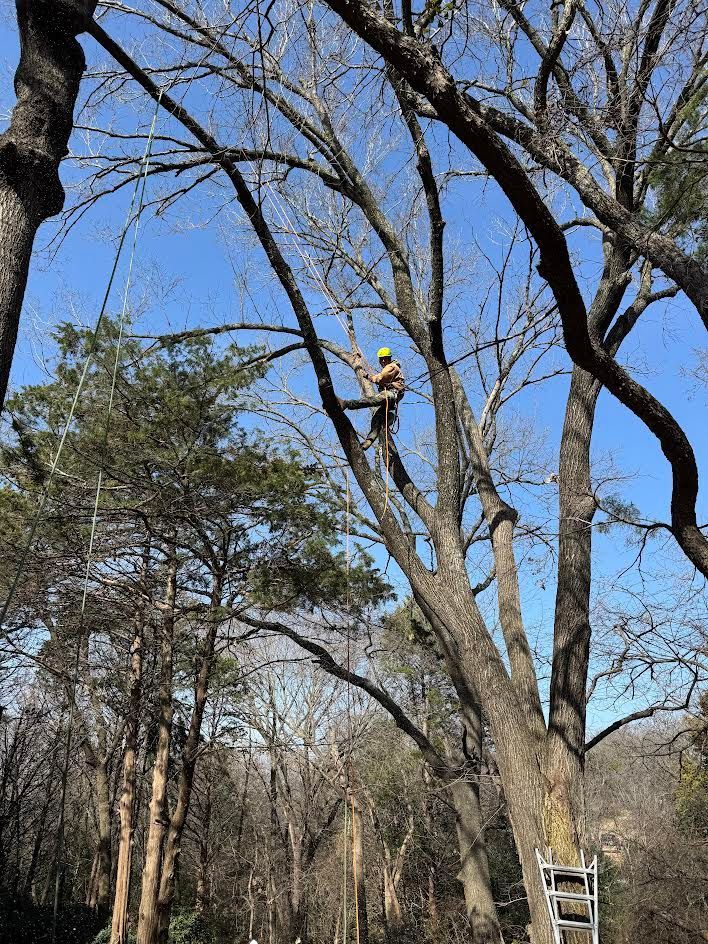 Person in a tree trimming branches. Bright blue sky; a ladder is visible.