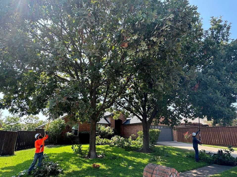 Two people trimming large trees in front of a house on a sunny day.