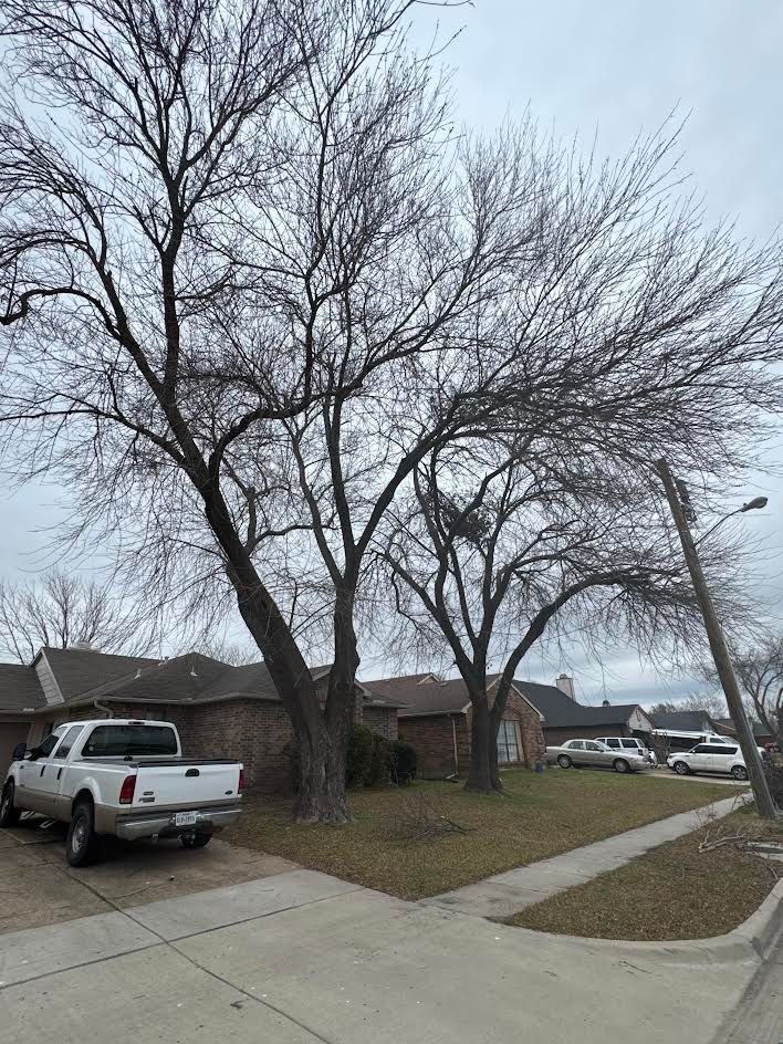 Bare trees in a yard next to a sidewalk and houses. A white pickup truck is parked in front.