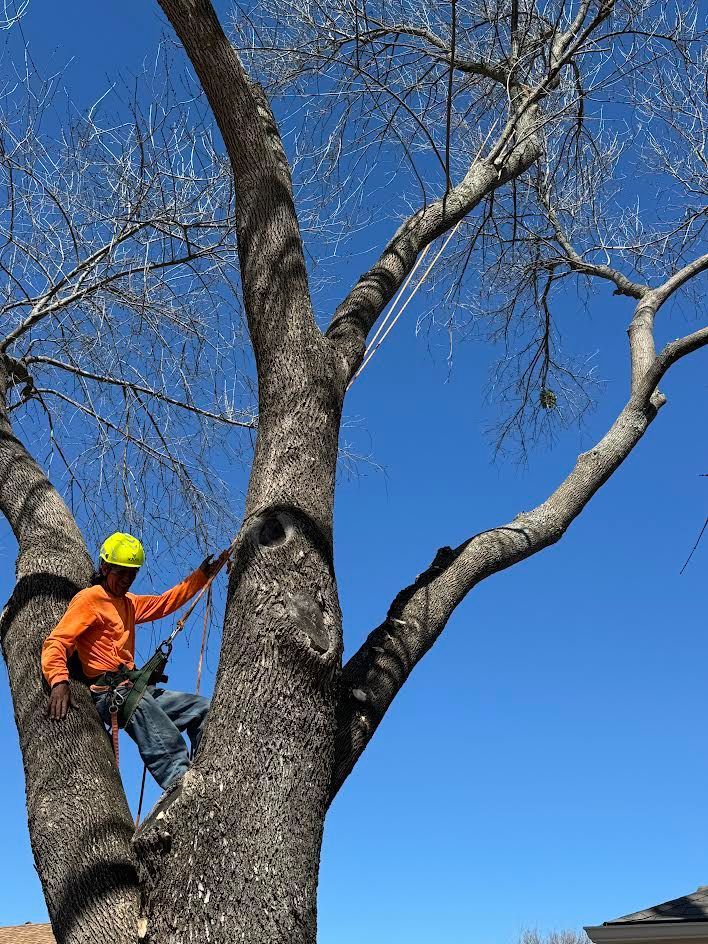 Arborist in orange shirt and yellow helmet, secured by ropes, pruning a tall tree against a blue sky.