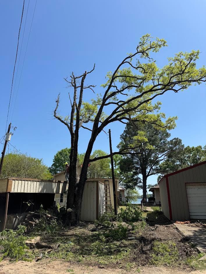 Partially dead tree with green leaves and broken branches near buildings and power lines on a sunny day.