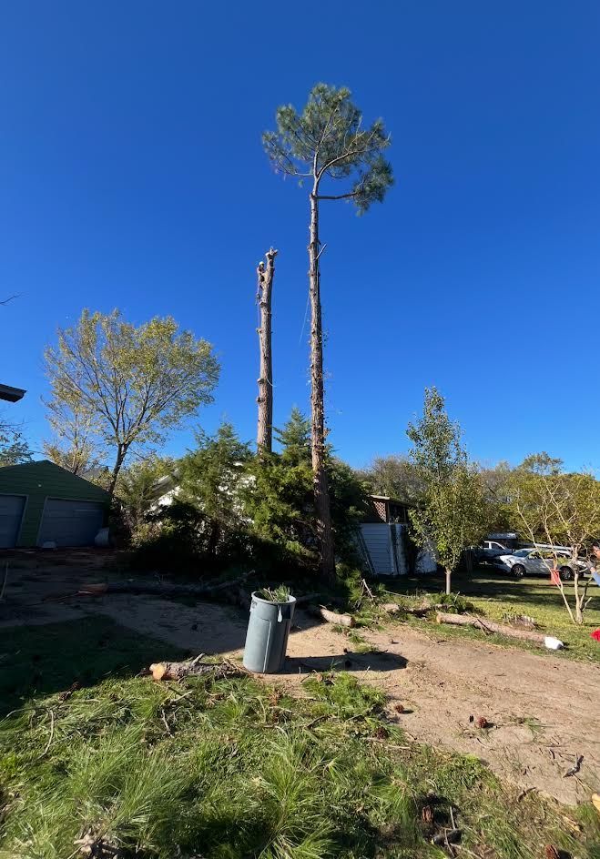Two tall trees, partially cut, with debris on ground. Blue sky in background.