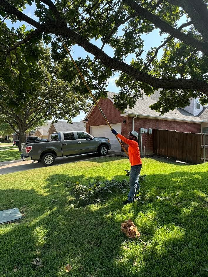 Tree Services | D& M Tree Services |