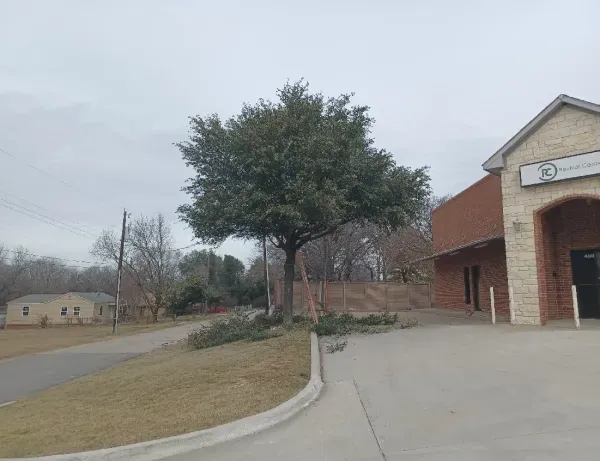 A tree is in front of a building on a cloudy day.