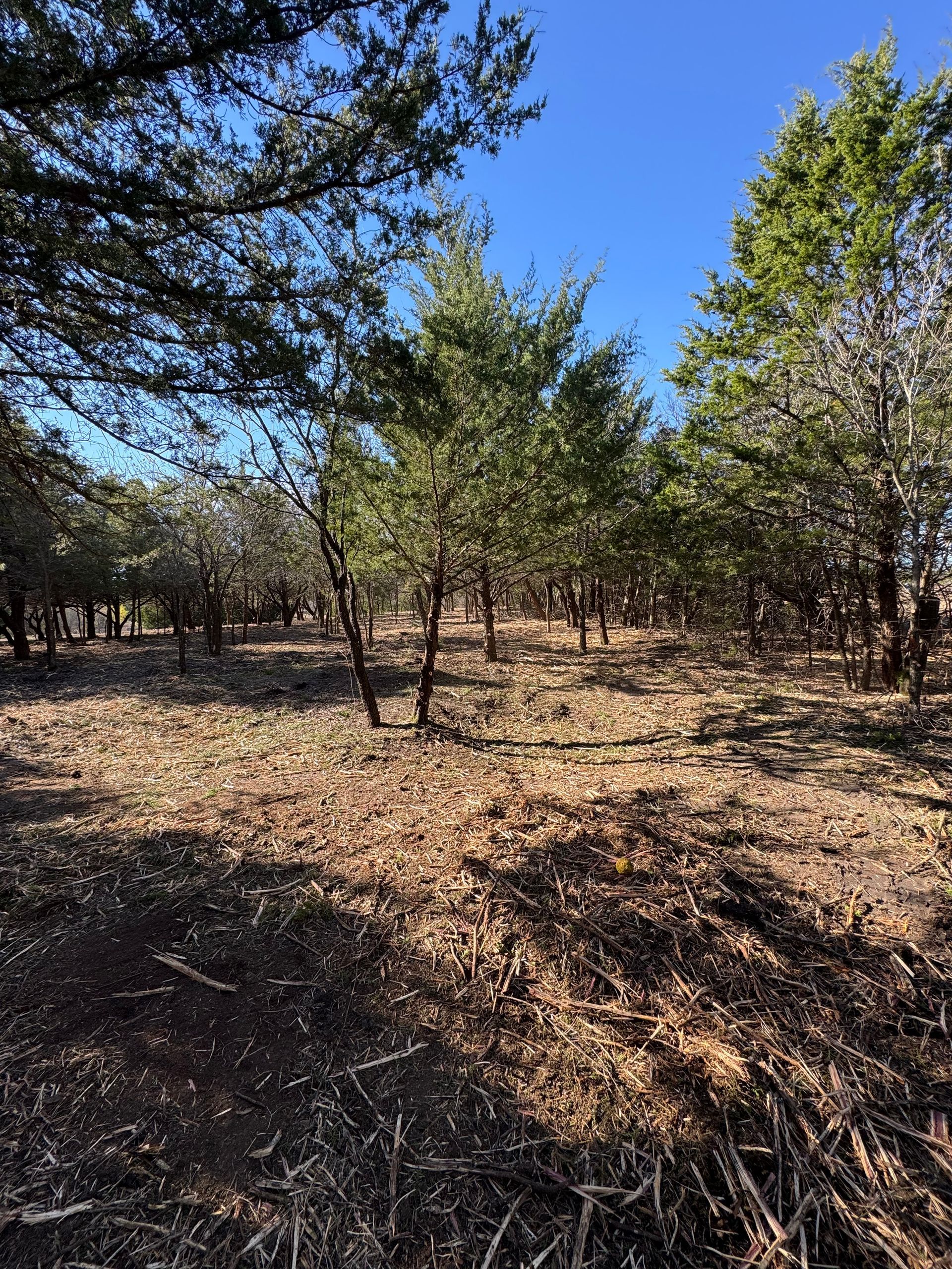 Two tall trees, partially cut, with debris on ground. Blue sky in background.