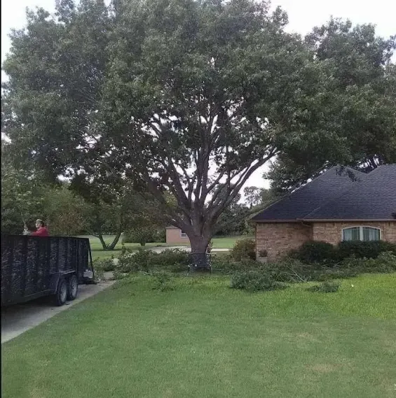 A house with a large tree in front of it and a dumpster in the driveway.