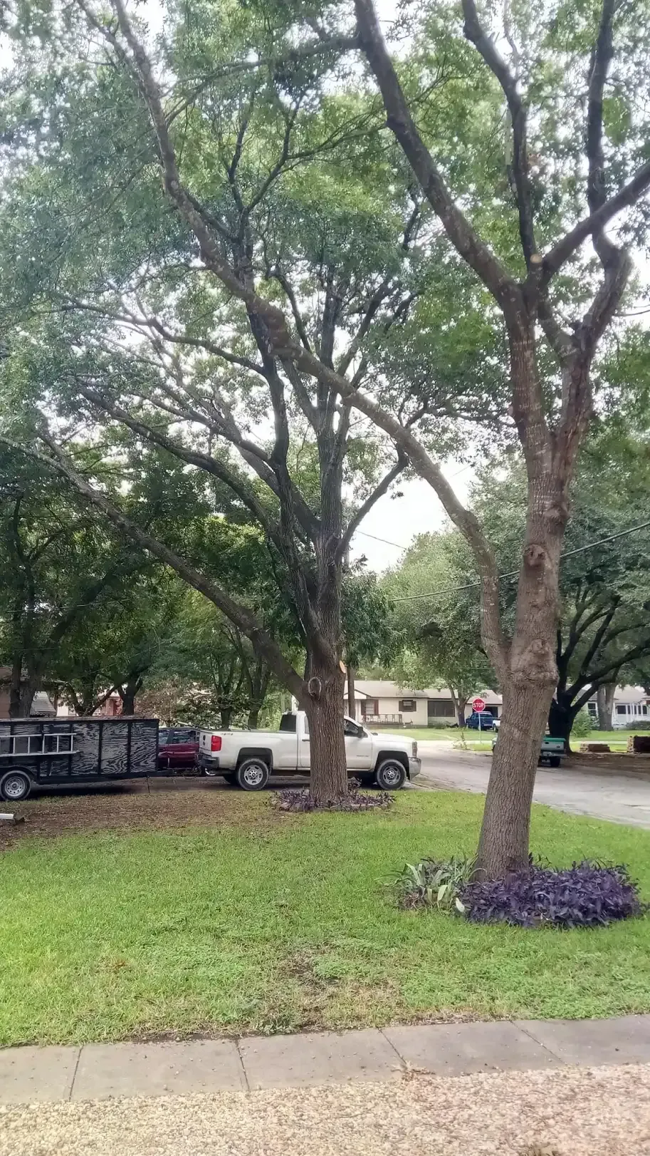 A white truck is parked in the grass next to a tree.