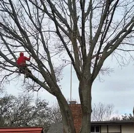 A man is climbing a tree in front of a house.