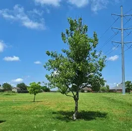 A tree in a grassy field with power lines in the background