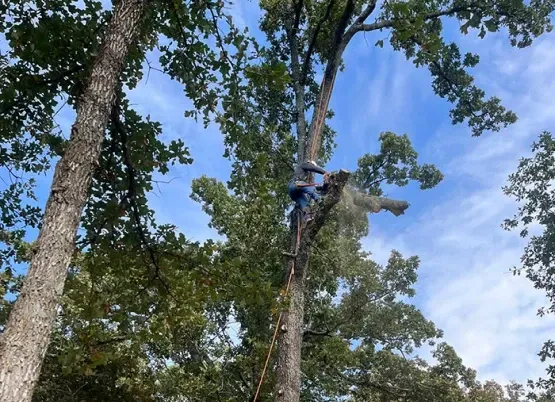 A man is climbing a tree on a sunny day.