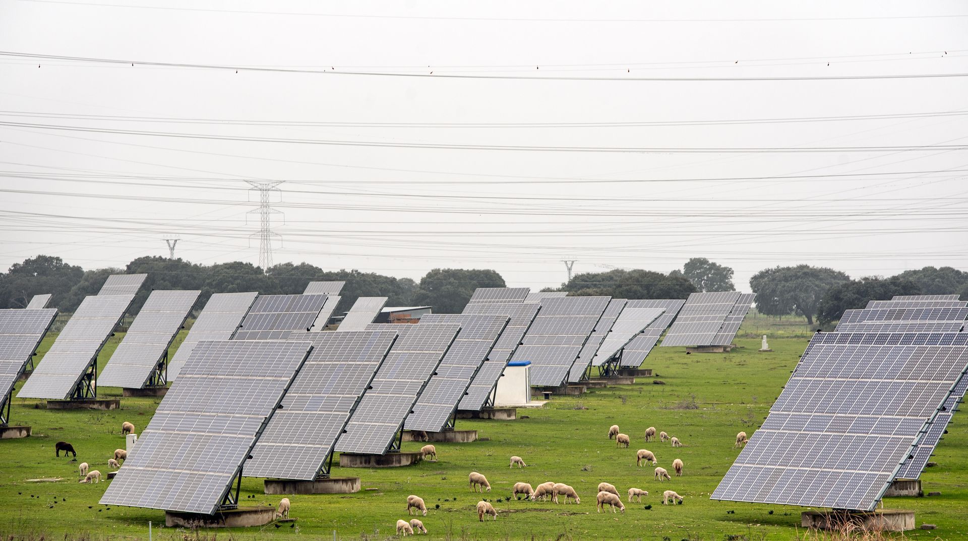 Solar panels on a grassy field, sheep grazing beneath. Overcast sky.