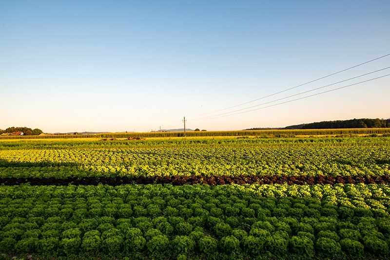 Organic Chicken Manure