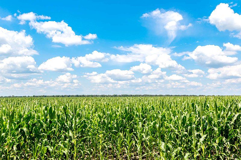 Chicken Manure Fertiliser