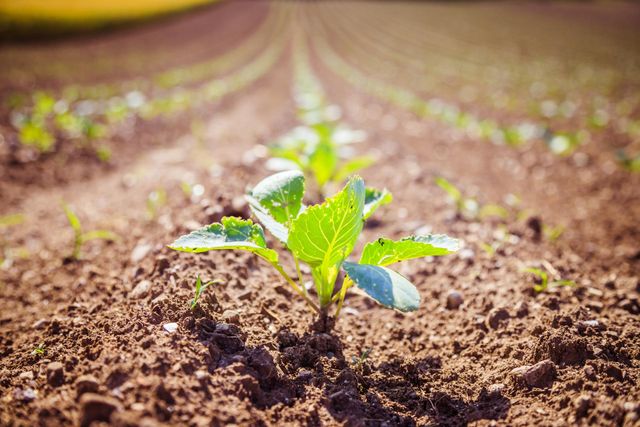 Long term Soil Benefits of Organic Fertiliser