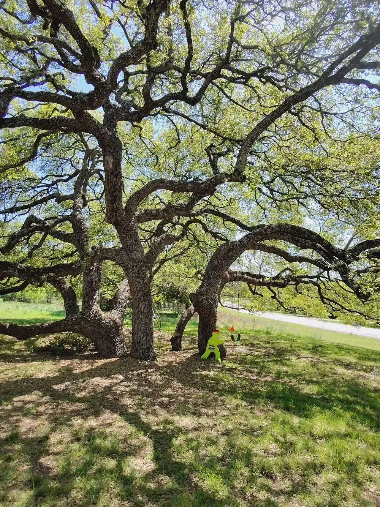 Large tree with sprawling branches, partial sun. Person in neon yellow near trunk.