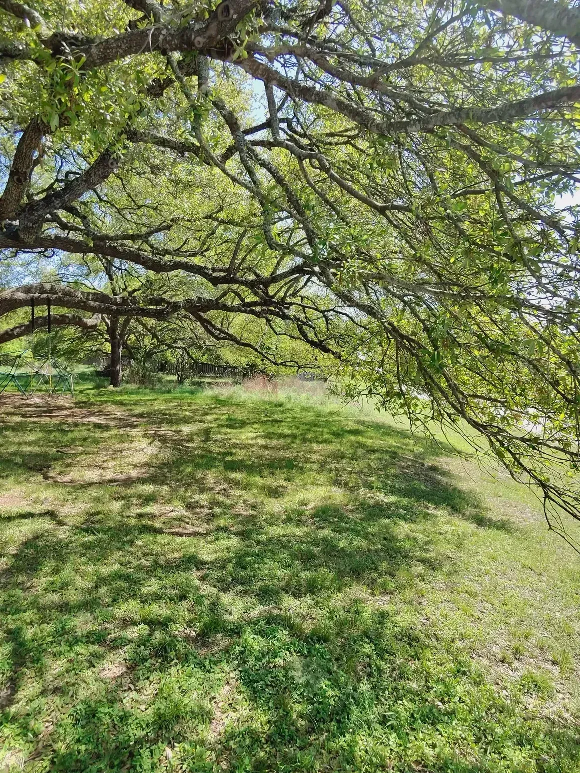 Lush green grass and trees with dappled sunlight, a bright natural setting.