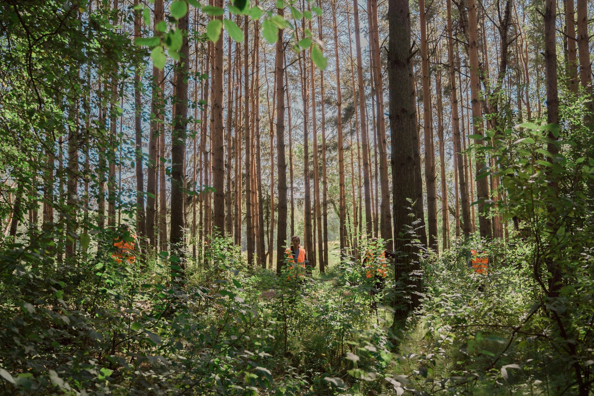 Forest with tall, slender trees, sunlight streaming through, and lush green undergrowth.
