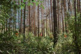 Forest with tall, slender trees, sunlight streaming through, and lush green undergrowth.