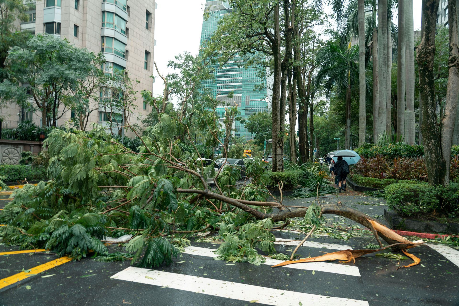 Fallen tree branches block a crosswalk after a storm. A person walks with an umbrella. Buildings in background.