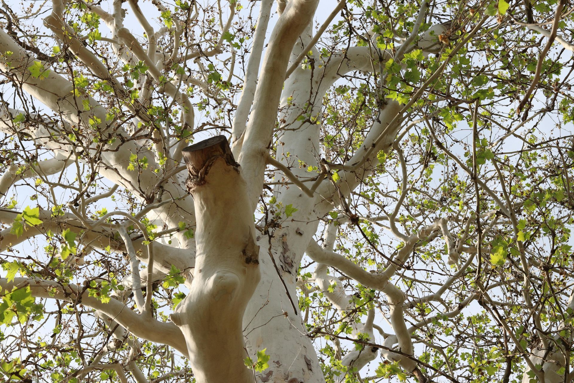 White-barked tree with cut branch, surrounded by green leaves against a light background.