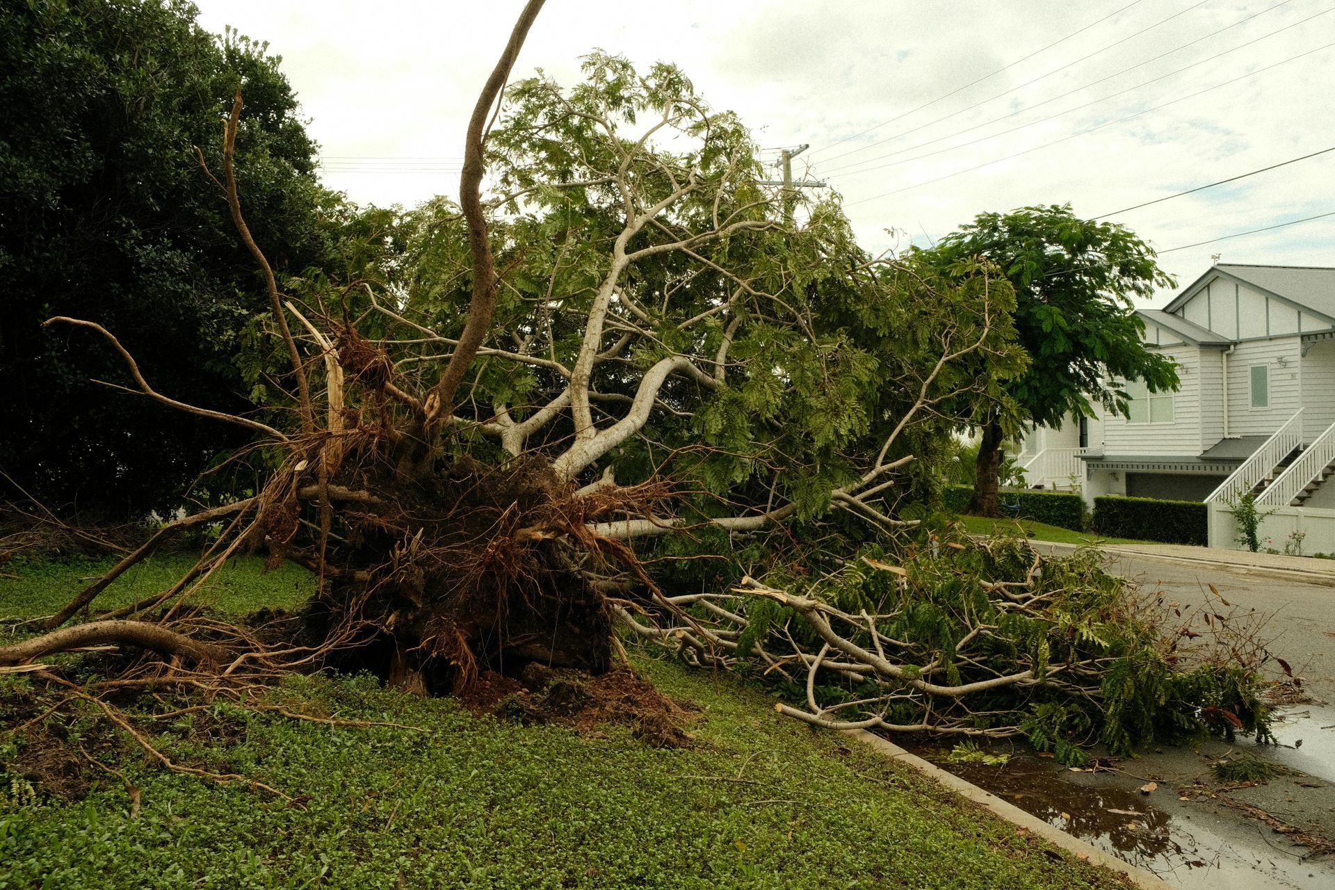 Fallen tree on green grass beside a road, with exposed roots. Buildings in the background.