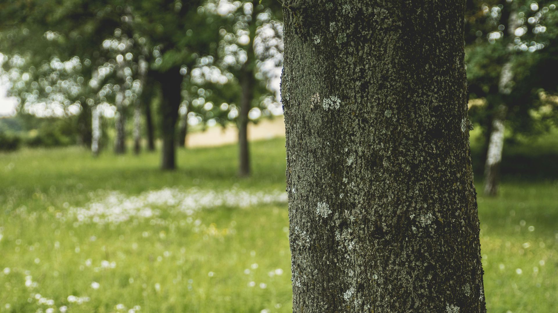 Tree trunk close-up in focus, green grassy field with trees in background.