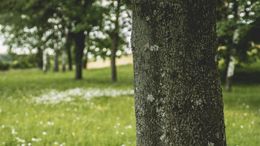 Tree trunk close-up in focus, green grassy field with trees in background.