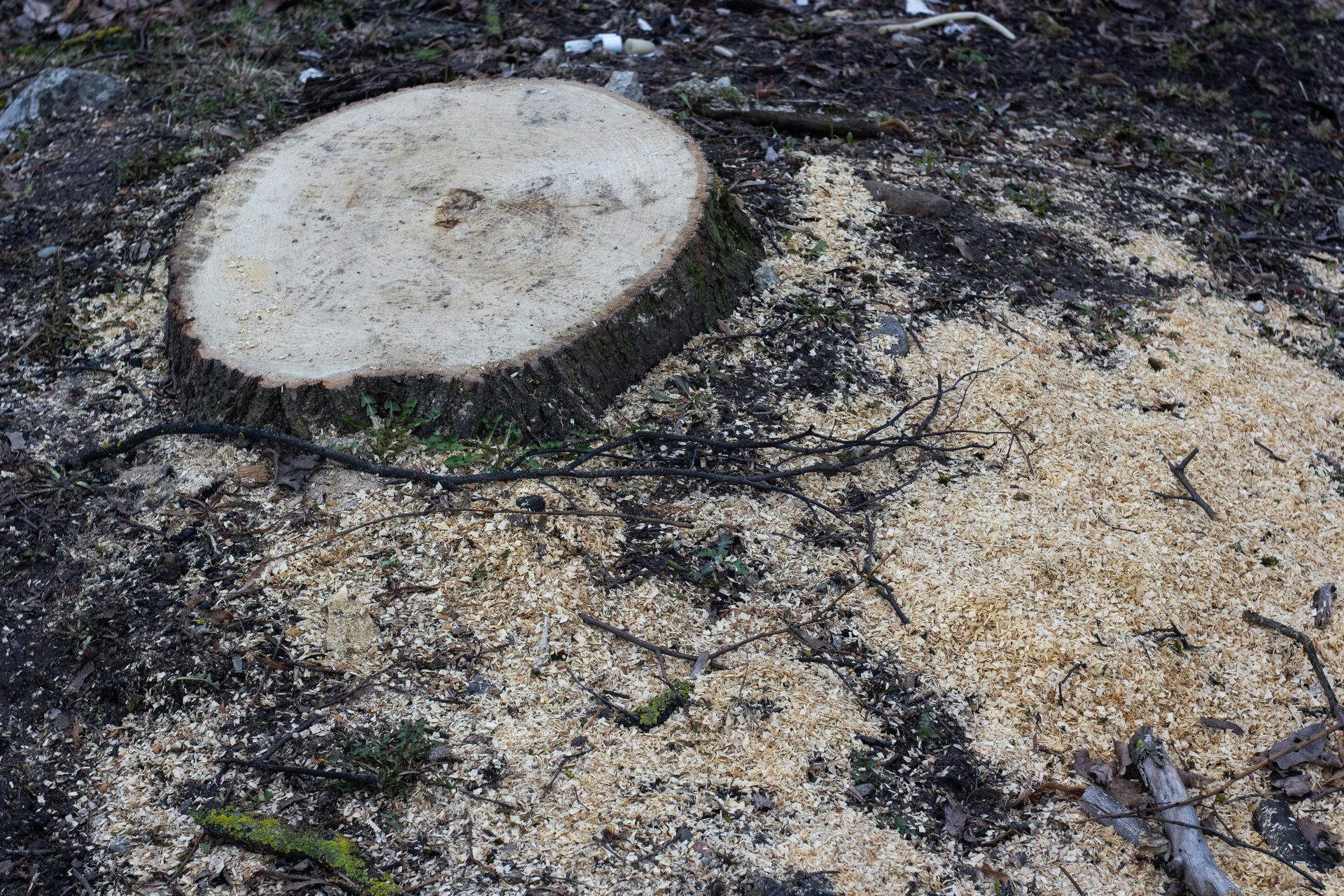 Tree stump surrounded by wood chips and dark soil.