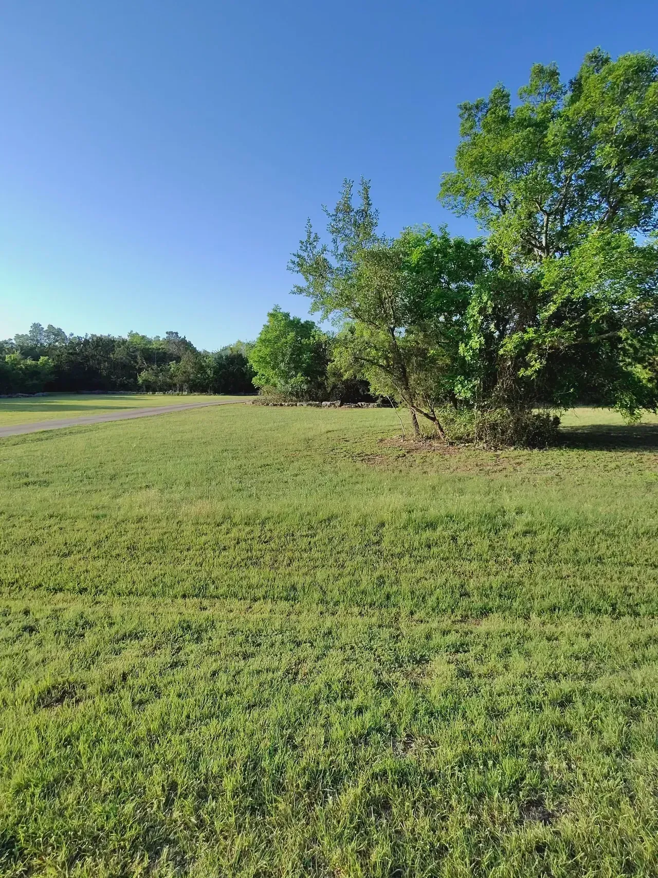 Green field with trees under a clear blue sky.