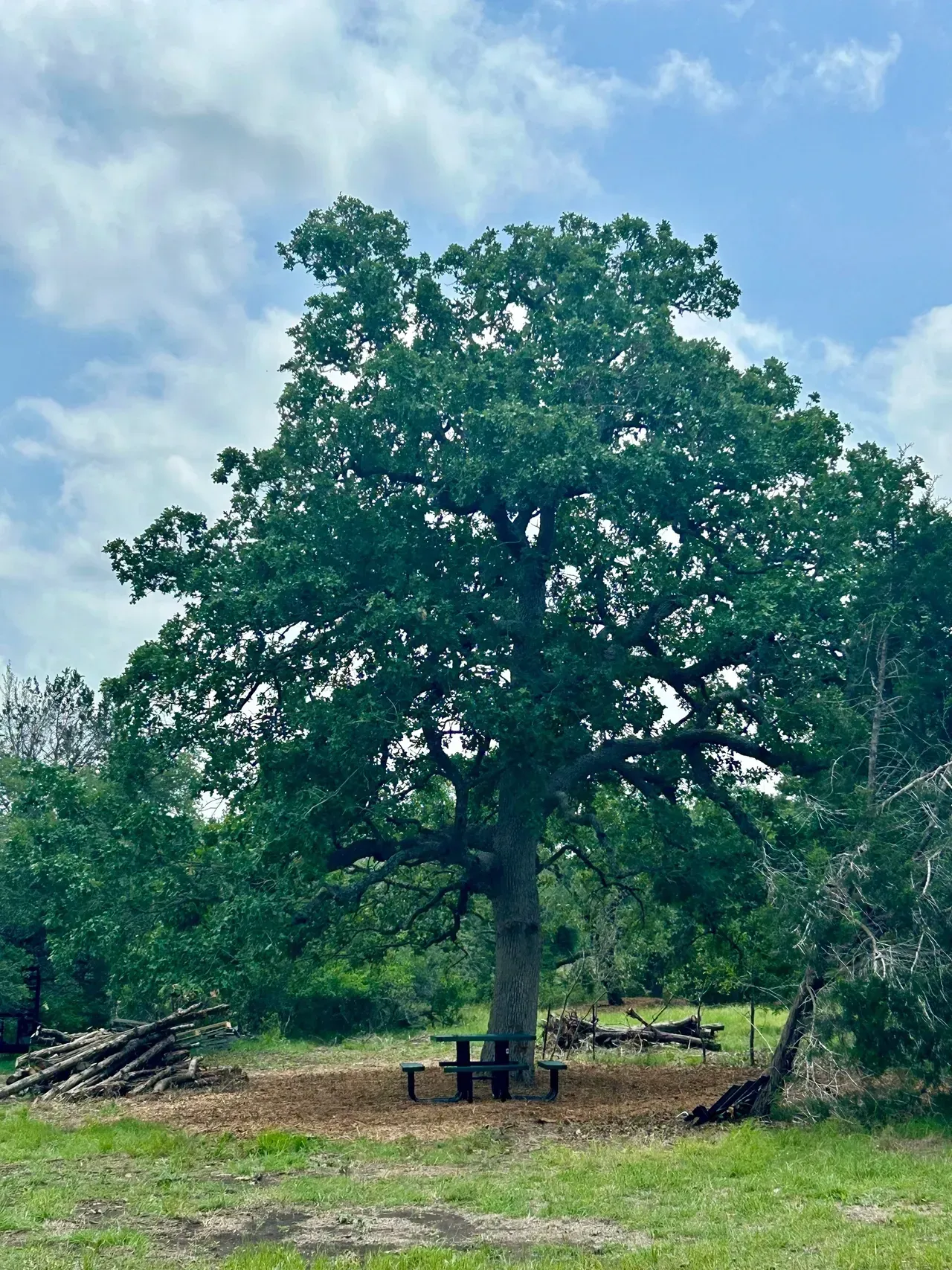 Large tree with dark green foliage shading a picnic table in a grassy area under a cloudy sky.