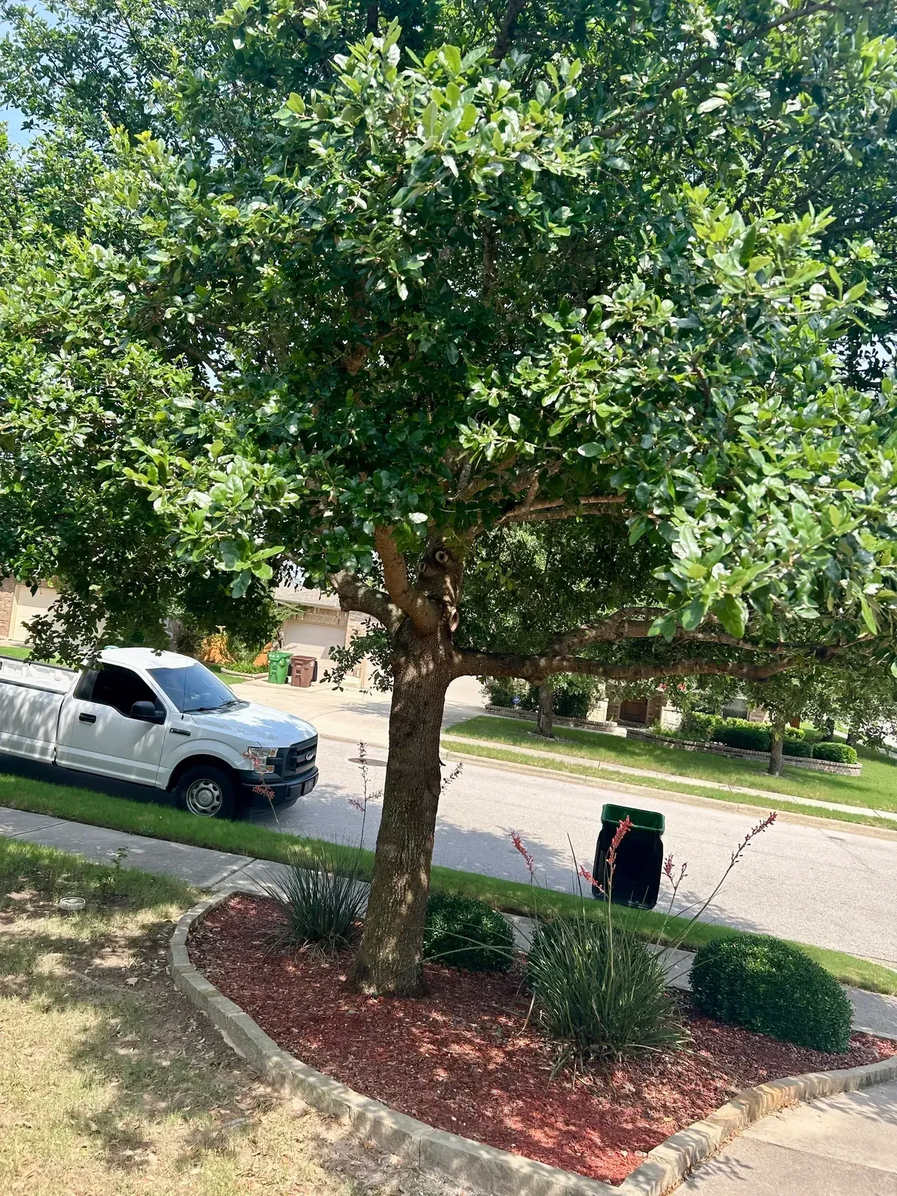 Tree in front yard with a white truck parked on the street.