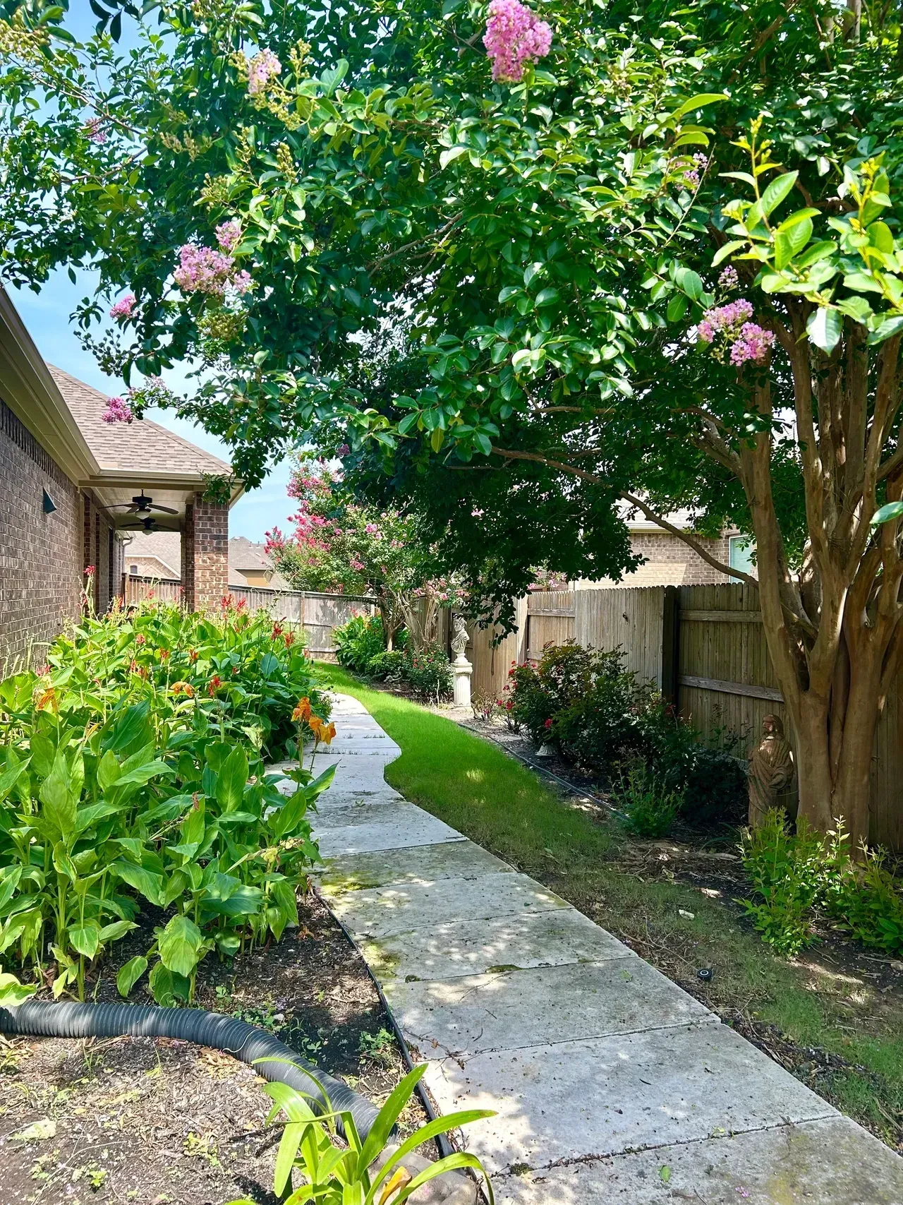 Concrete path through a lush backyard with flowering trees, green shrubs, and a wooden fence.