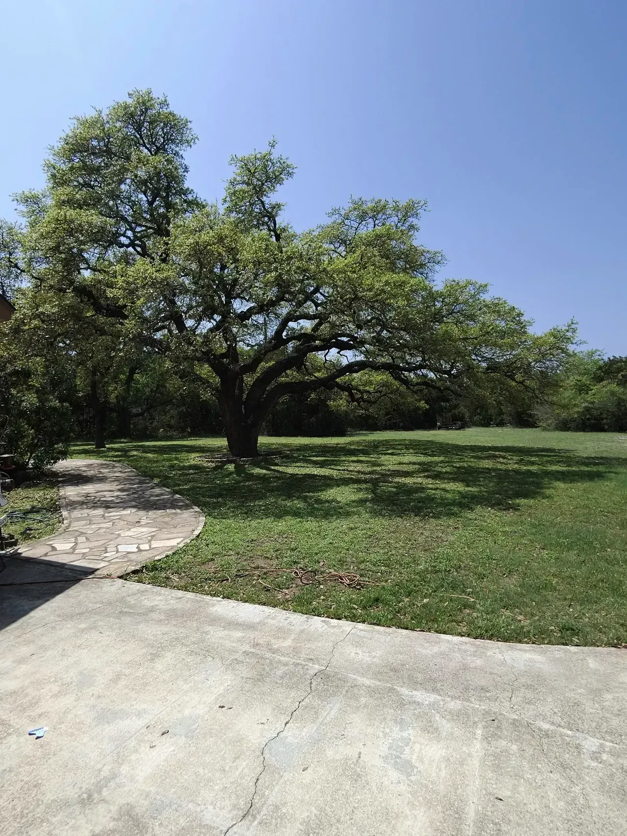 Mature tree in a grassy yard, stone path, bright blue sky.