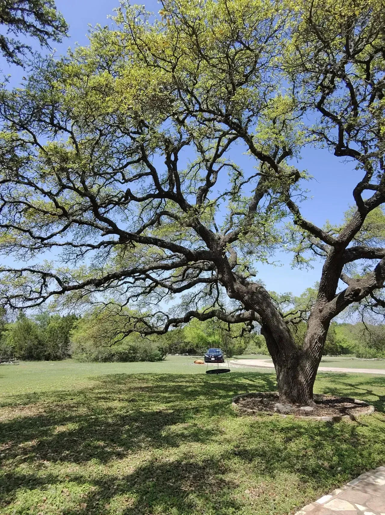 Large tree with spreading branches, casting a shadow on green grass, blue sky.