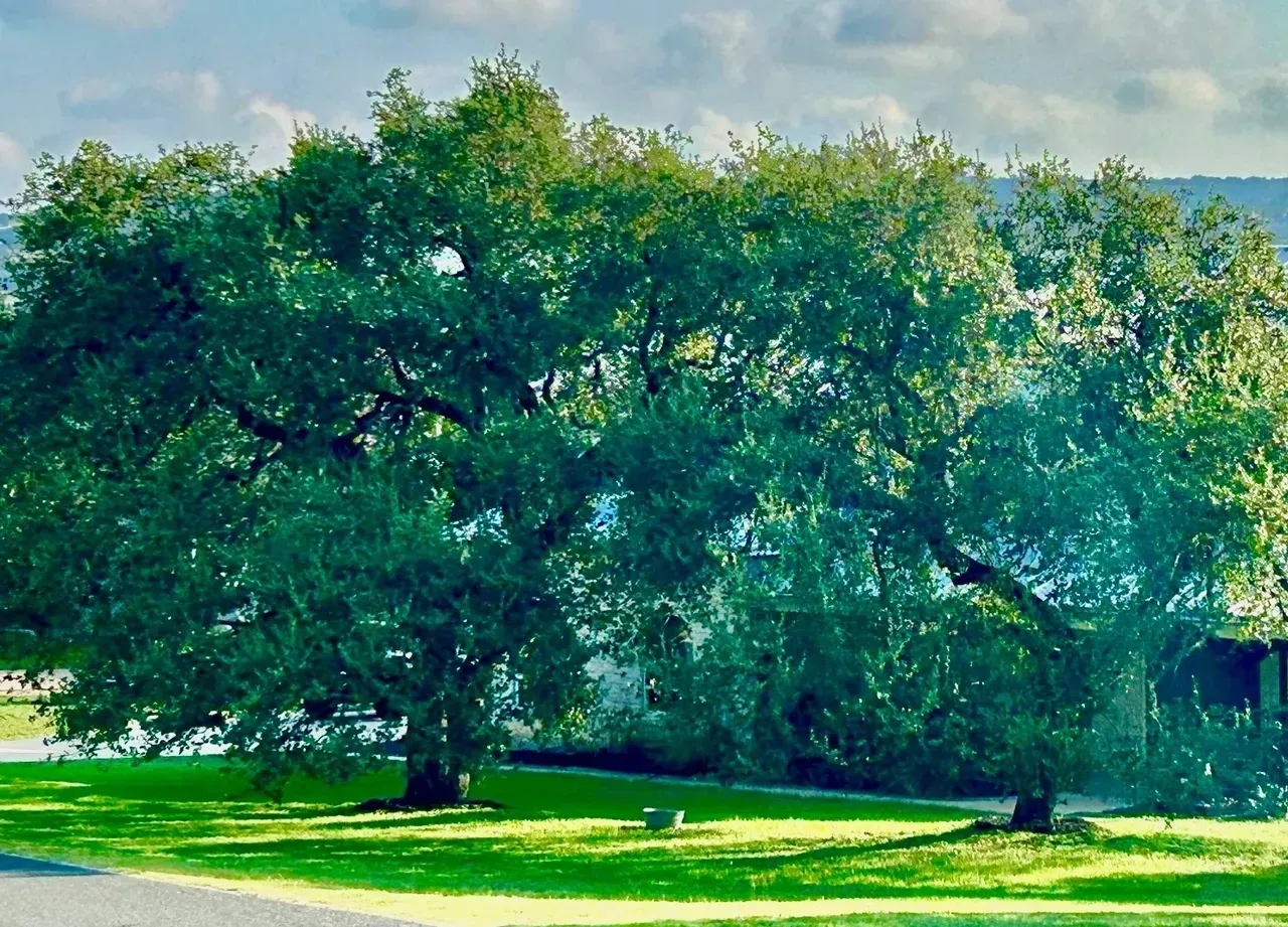 Large green tree with a sprawling canopy on a grassy lawn under a partly cloudy sky.