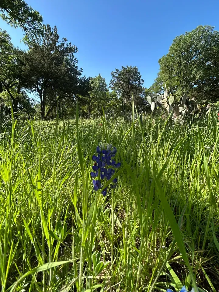 Bluebonnet flower in a field of green grass with trees and a blue sky.